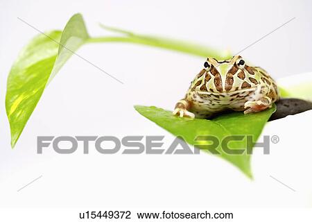 Frog on leaf, close up View Large Photo Image Stock Image - Frog on leaf, close up. Fotosearch