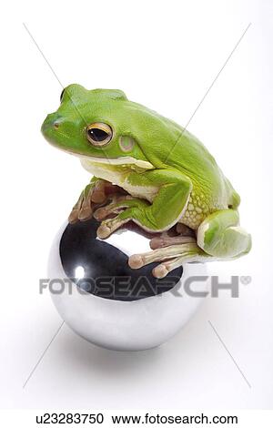 Frog standing on metal ball View Large Photo Image Stock Image - Frog standing on metal ball. Fotosearch