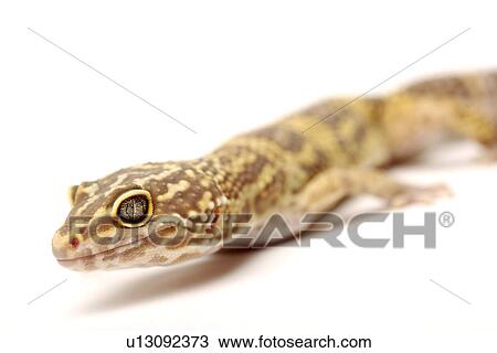 Stock Image - Leopard Gecko against white background, close up. Fotosearch