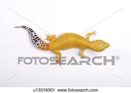Leopard Gecko against white background, close up View Large Photo Image Stock Image - Leopard Gecko against white background, close up. Fotosearch