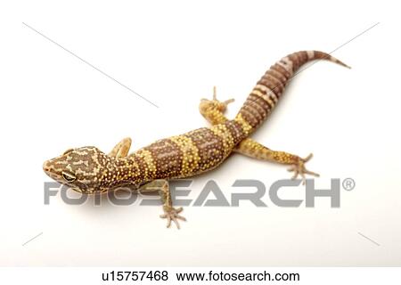 Leopard Gecko against white background, close up View Large Photo Image Stock Photo - Leopard Gecko against white background, close up. Fotosearch