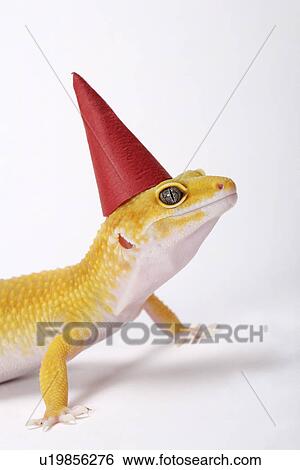 Leopard Gecko against white background, close up View Large Photo Image Stock Photograph - Leopard Gecko against white background, close up. Fotosearch