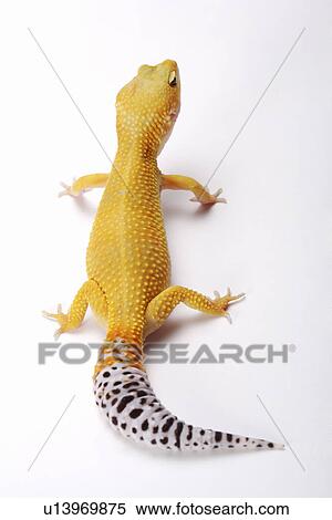 Stock Photography - Leopard Gecko against white background, close up. Fotosearch