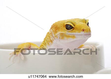 Picture - Leopard Gecko at the edge of cup against white background, close up. Fotosearch
