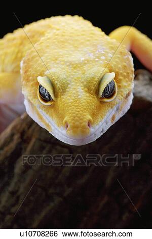 Leopard Gecko, close up View Large Photo Image Stock Photograph - Leopard Gecko, close up. Fotosearch