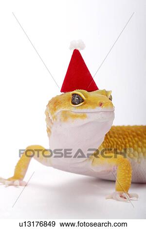Stock Photo - Leopard Gecko in party hat against white background, close up. Fotosearch