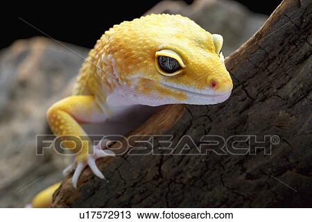 Leopard Gecko on log, close up View Large Photo Image Stock Image - Leopard Gecko on log, close up. Fotosearch