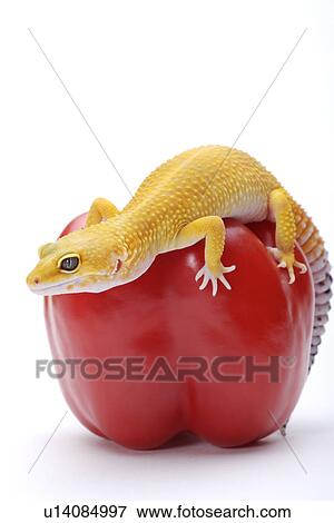 Stock Photo - Leopard Gecko on red bell pepper against white background, close up. Fotosearch