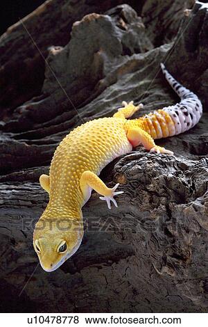 Stock Photo - Leopard Gecko on rock, close up. Fotosearch