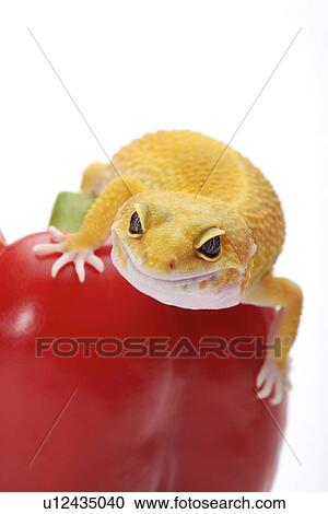 Leopard Gecko on tomato against white background, close up View Large Photo Image Stock Image - Leopard Gecko on tomato against white background, close up. Fotosearch
