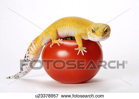 Leopard Gecko on tomato against white background, close up View Large Photo Image Stock Photo - Leopard Gecko on tomato against white background, close up. Fotosearch