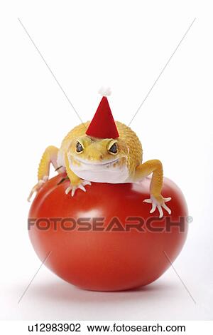 Stock Image - Leopard Gecko on tomato, close up. Fotosearch