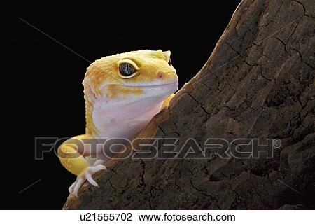 Stock Image - Leopard Gecko on tree trunk. Fotosearch