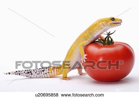 Leopard Gecko pushing tomato with paw against white background, close up View Large Photo Image Stock Photo - Leopard Gecko pushing tomato with paw against white background, close up. Fotosearch