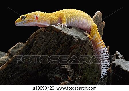 Leopard Gecko standing on stump View Large Photo Image Stock Photograph - Leopard Gecko standing on stump. Fotosearch