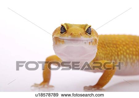 Leopard Gecko View Large Photo Image Stock Photo - Leopard Gecko. Fotosearch