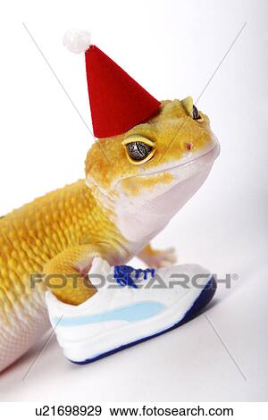 Leopard Gecko wearing party hat against white background, close up View Large Photo Image Stock Photo - Leopard Gecko wearing party hat against white background, close up. Fotosearch