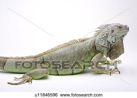 Lizard against white background, close up View Large Photo Image Stock Photograph - Lizard against white background, close up. Fotosearch