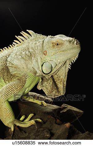 Stock Photography - Lizard against white background, close up. Fotosearch