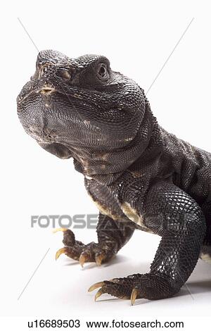 Lizard (Bells Mastigure), close up View Large Photo Image Stock Image - Lizard (Bells Mastigure), close up. Fotosearch