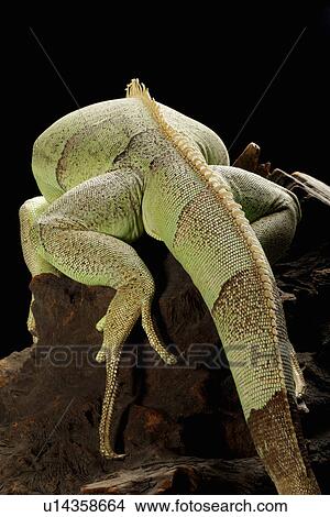 Lizard on rock, rear view View Large Photo Image Picture - Lizard on rock, rear view. Fotosearch
