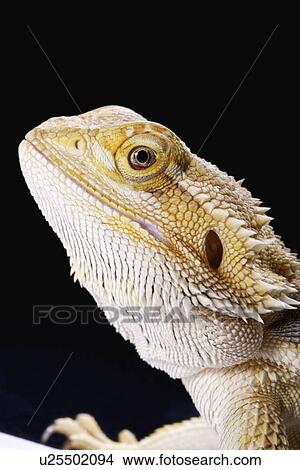 Lizard (Pogona Barbata), close up View Large Photo Image Picture - Lizard (Pogona Barbata), close up. Fotosearch