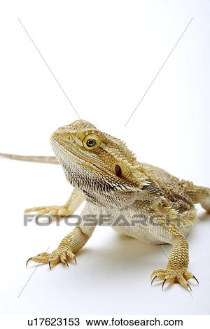 Stock Image - Lizard (Pogona Barbata), close up . Fotosearch