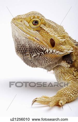 Stock Image - Lizard (Pogona Barbata), close up. Fotosearch