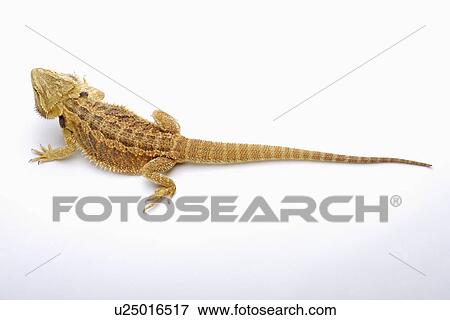 Lizard (Pogona Barbata), close up View Large Photo Image Stock Photo - Lizard (Pogona Barbata), close up . Fotosearch