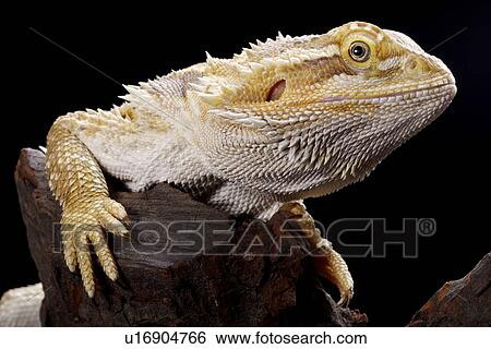 Lizard (Pogona Barbata) on stump, close up View Large Photo Image Stock Photograph - Lizard (Pogona Barbata) on stump, close up . Fotosearch