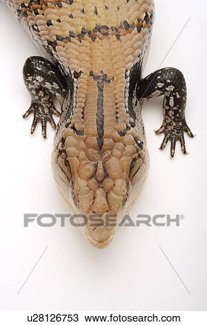 Stock Image - Lizard (Tiliqua Nigrolutea), close up. Fotosearch