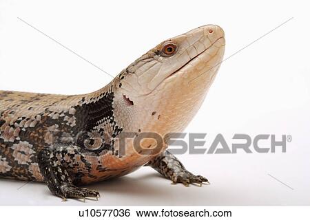 Lizard (Tiliqua Nigrolutea), close up View Large Photo Image Stock Photograph - Lizard (Tiliqua Nigrolutea), close up. Fotosearch