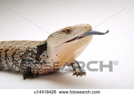 Stock Photograph - Lizard (Tiliqua Nigrolutea), close up . Fotosearch