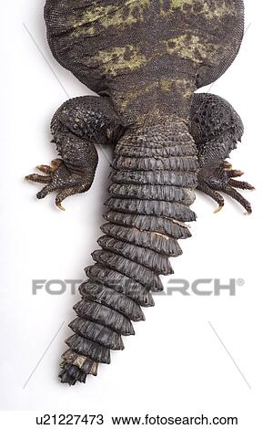 Stock Image - Lizard (U. d. flavifasciata), close up. Fotosearch