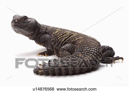 Lizard (U. d. flavifasciata), close up View Large Photo Image Stock Photo - Lizard (U. d. flavifasciata), close up. Fotosearch