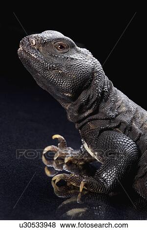 Lizard (U. d. flavifasciata), close up View Large Photo Image Stock Photo - Lizard (U. d. flavifasciata), close up. Fotosearch