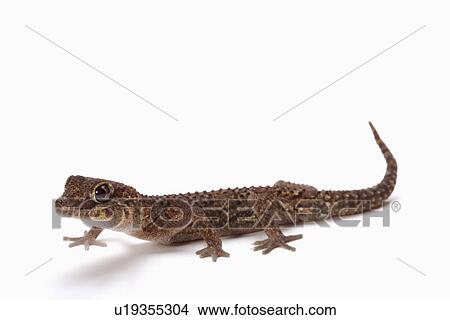 Picture - Panther gecko, against white background, close-up. Fotosearch