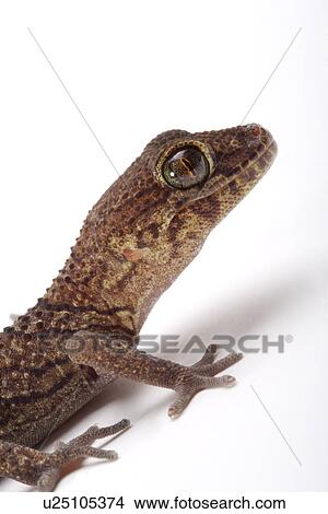 Panther gecko, against white background, close-up View Large Photo Image Picture - Panther gecko, against white background, close-up. Fotosearch