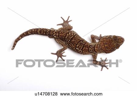 Stock Photo - Panther gecko, against white background, close-up. Fotosearch