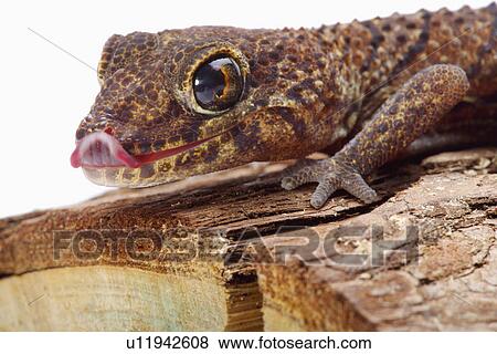 Panther gecko on log View Large Photo Image Stock Photo - Panther gecko on log. Fotosearch