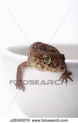 Stock Photo - Panther gecko on the edge of cup against white background, close-up. Fotosearch