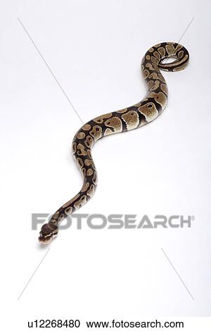 Stock Image - Python against white background, close up. Fotosearch
