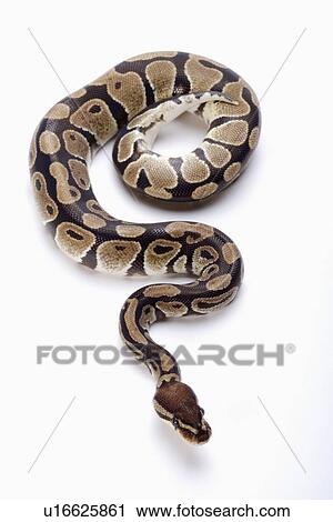 Stock Image - Python against white background, close up. Fotosearch