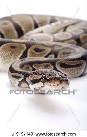 Python against white background, close up View Large Photo Image Stock Photo - Python against white background, close up. Fotosearch