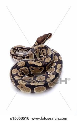 Stock Photograph - Python against white background, close up. Fotosearch