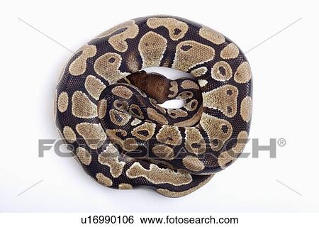 Python against white background, close up View Large Photo Image Stock Photograph - Python against white background, close up. Fotosearch