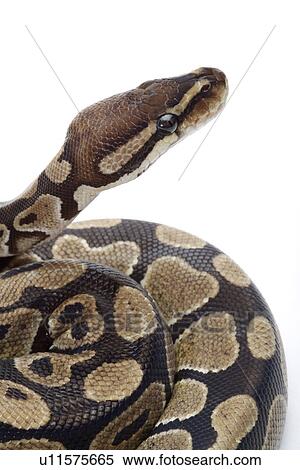 Python against white background, close up View Large Photo Image Stock Photography - Python against white background, close up. Fotosearch