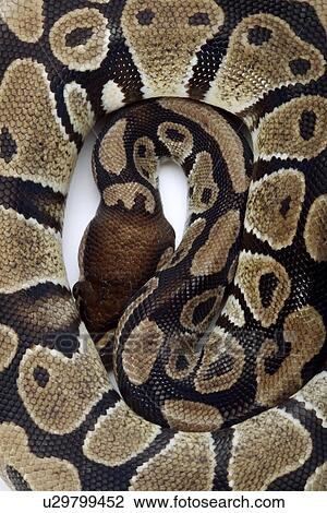 Stock Image - Python curled up, close up. Fotosearch