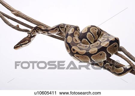 Python on branch against white background, close up View Large Photo Image Stock Image - Python on branch against white background, close up. Fotosearch