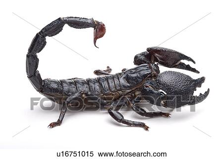 Scorpion, close up View Large Photo Image Stock Photography - Scorpion, close up. Fotosearch